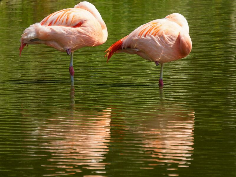 Flamingos at Bundala National Park, Sri Lanka