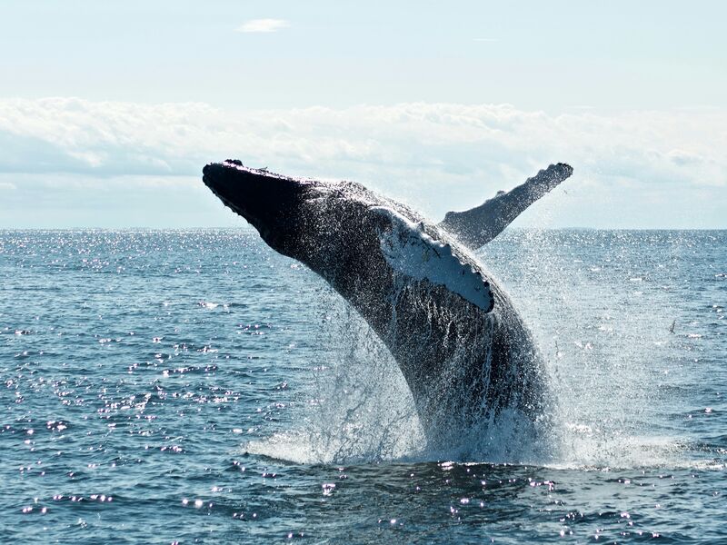 Whale breaching off Mirissa, Sri Lanka