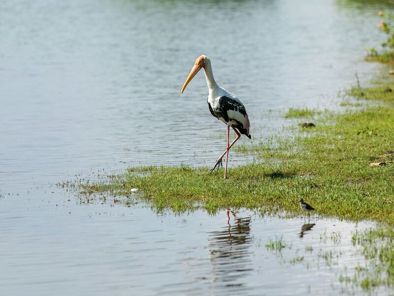 Painted stork by Tissa Wewa lake, Tissamaharama
