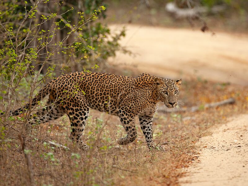 Leopard in Yala National Park, Sri Lanka